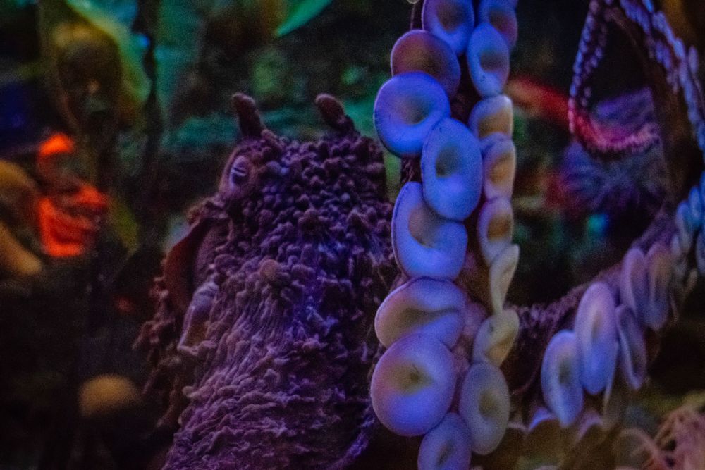 Close-up of glowing purple and blue coral formations in a dark aquarium setting.