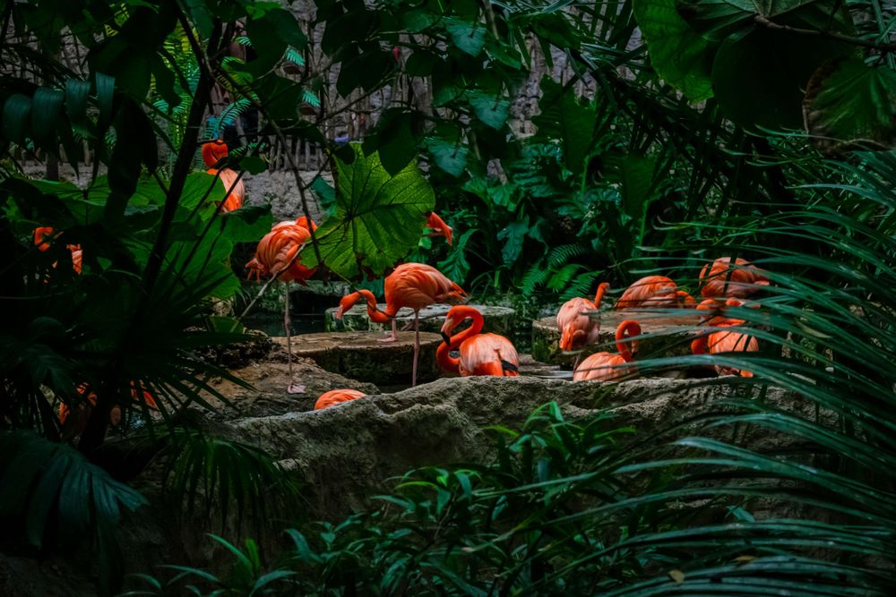 Pink flamingos gather among lush tropical plants in a natural habitat setting.