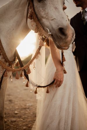 Close-up of white horse wearing ornate tasseled bridle against soft sunlight.