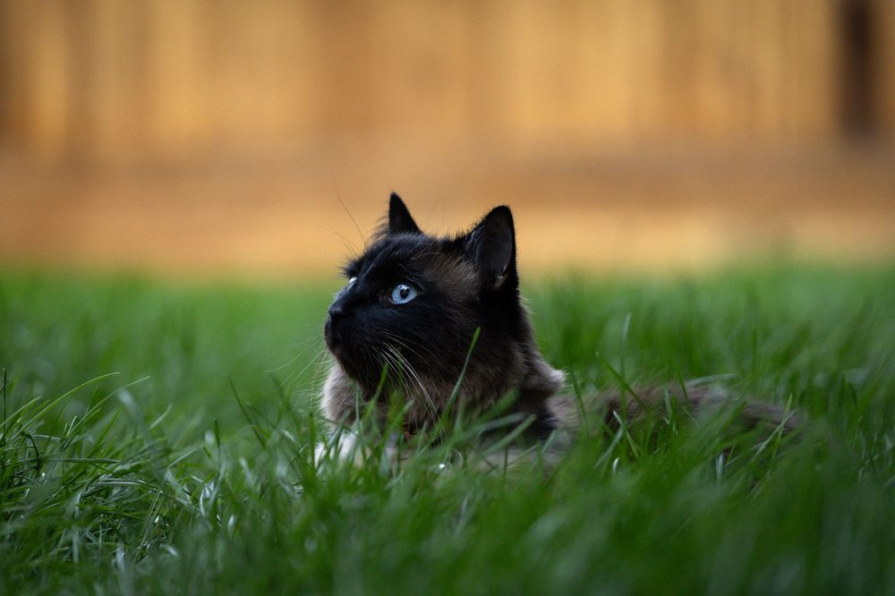 Kayleigh Seibel Photography - Salmon Arm BC - Pet Photography - Kitty cats