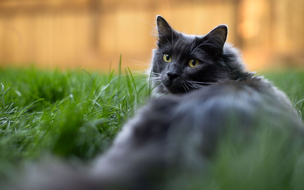 Kayleigh Seibel Photography - Salmon Arm BC - Pet Photography - Kitty cats