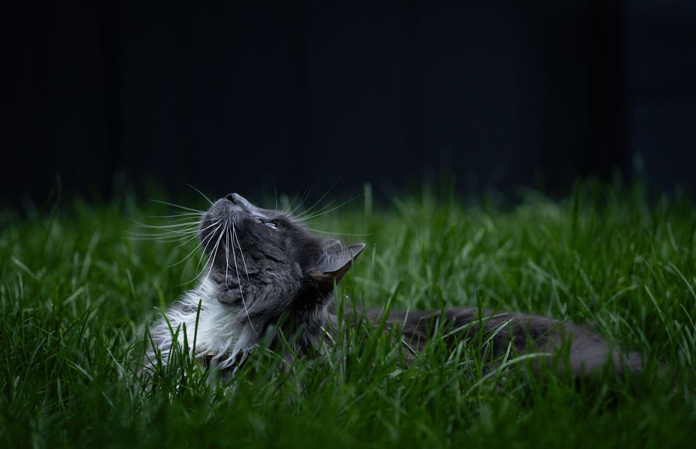 Kayleigh Seibel Photography - Salmon Arm BC - Pet Photography - Kitty cats