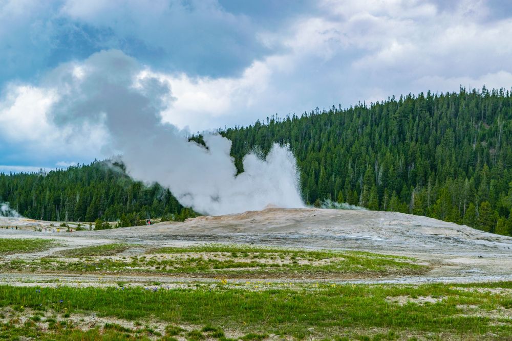 Old Faithful geyser erupting with steam against evergreen forest and cloudy sky in Yellowstone National Park.