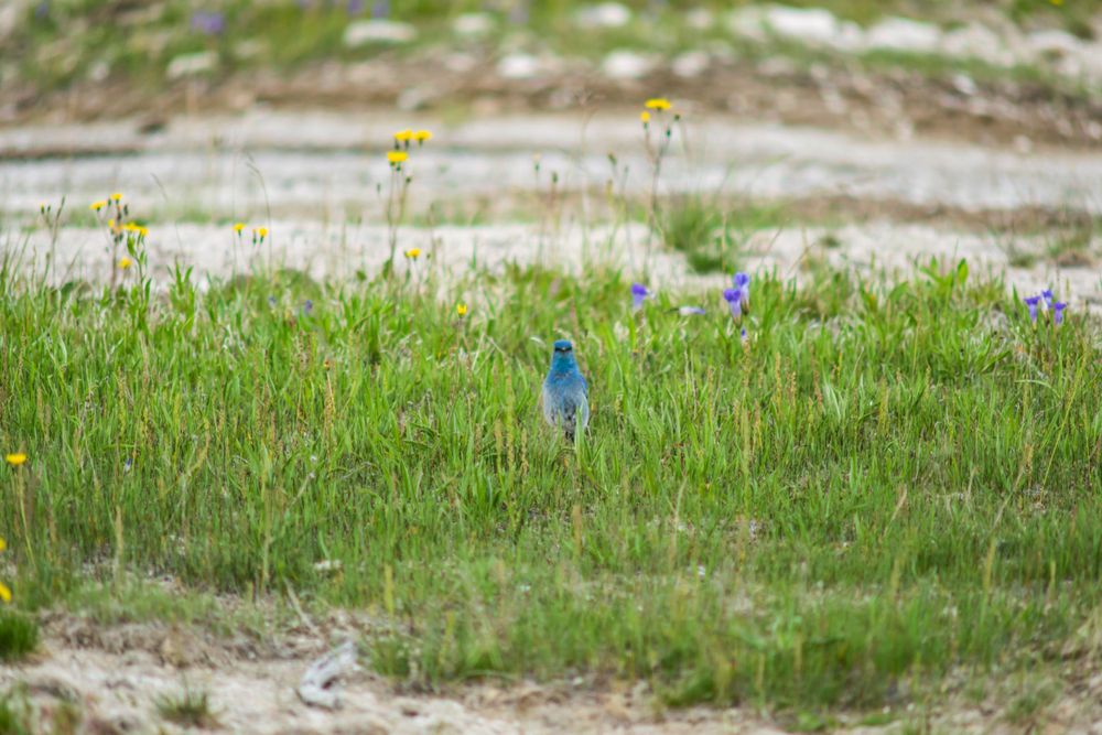 Small blue bird perched among yellow wildflowers in a grassy field.
