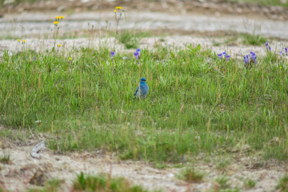 Mountain bluebird foraging in a field of spring wildflowers.