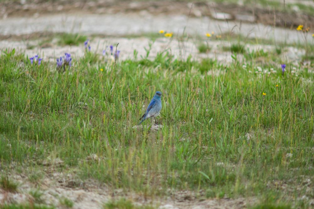 Blue mountain bird stands among tall grass and yellow wildflowers.