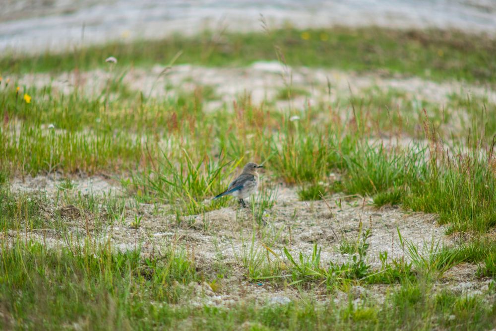 A small blue bird perches on sandy ground surrounded by sparse grass in a natural outdoor setting.