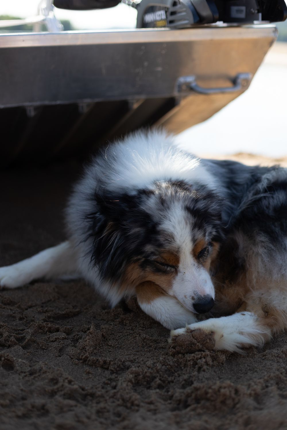 australian shepherd dog curled up sleeping on sand underneath aluminum boat
