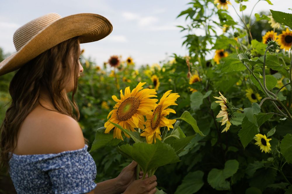 lady in big straw hat and blue dress looking at flowers in a large field of sunflowers
