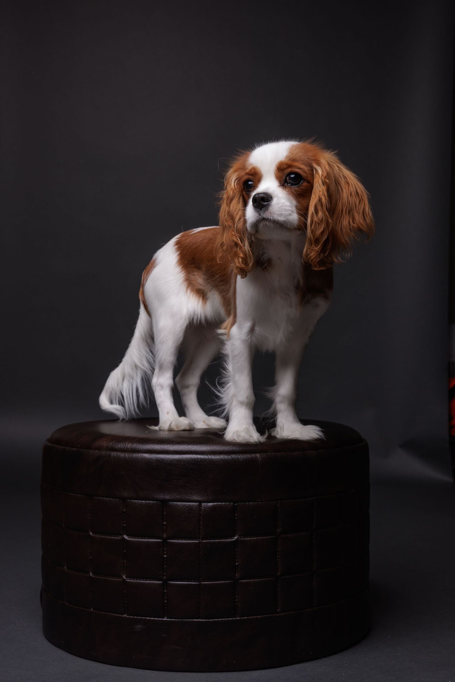 1/200s f9.5 iso 100 50mm. cavalier King Charles spaniel puppy posing on a footstool.