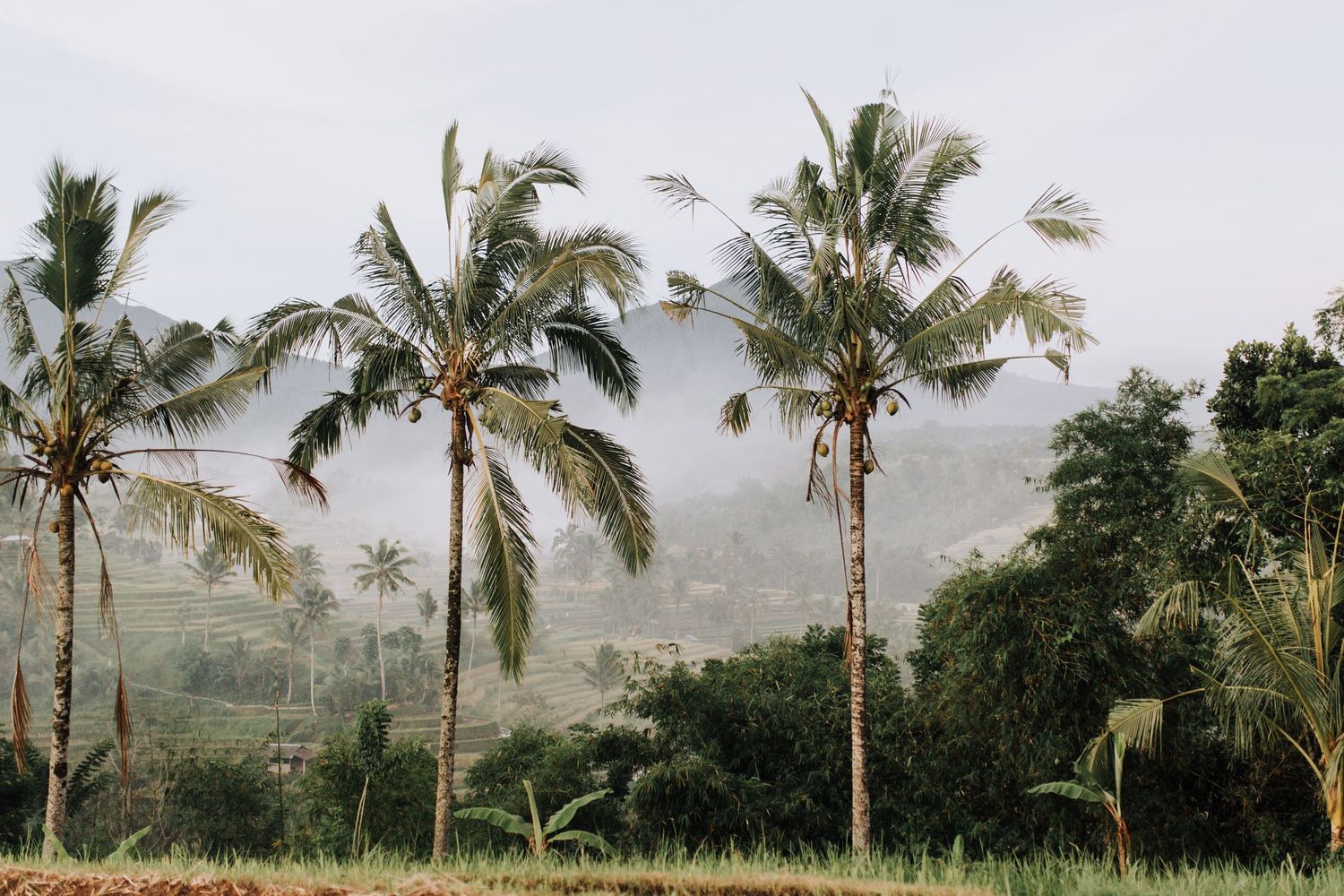 Row of palm trees swaying in the wind against a cloudy mountain backdrop.