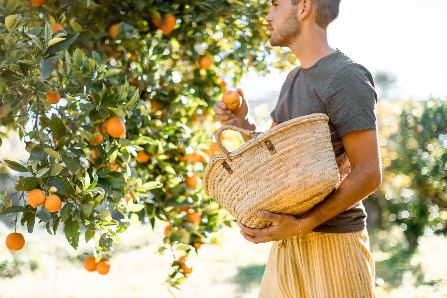 Person harvesting fresh oranges from a tree into a woven basket.