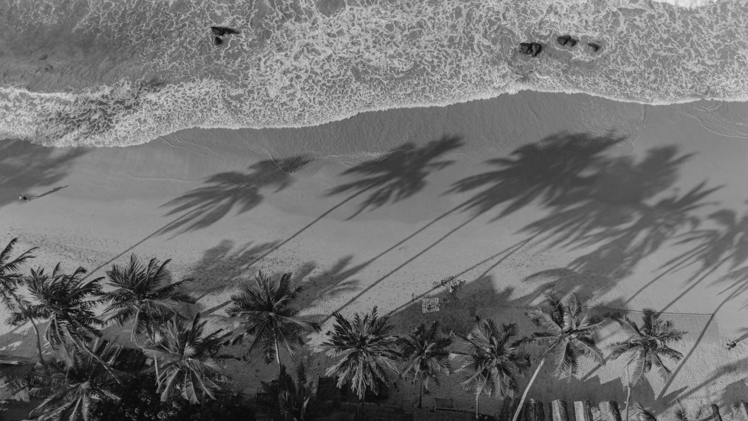Aerial black and white photo of palm tree shadows stretching across a tropical sandy beach with gentle ocean waves.