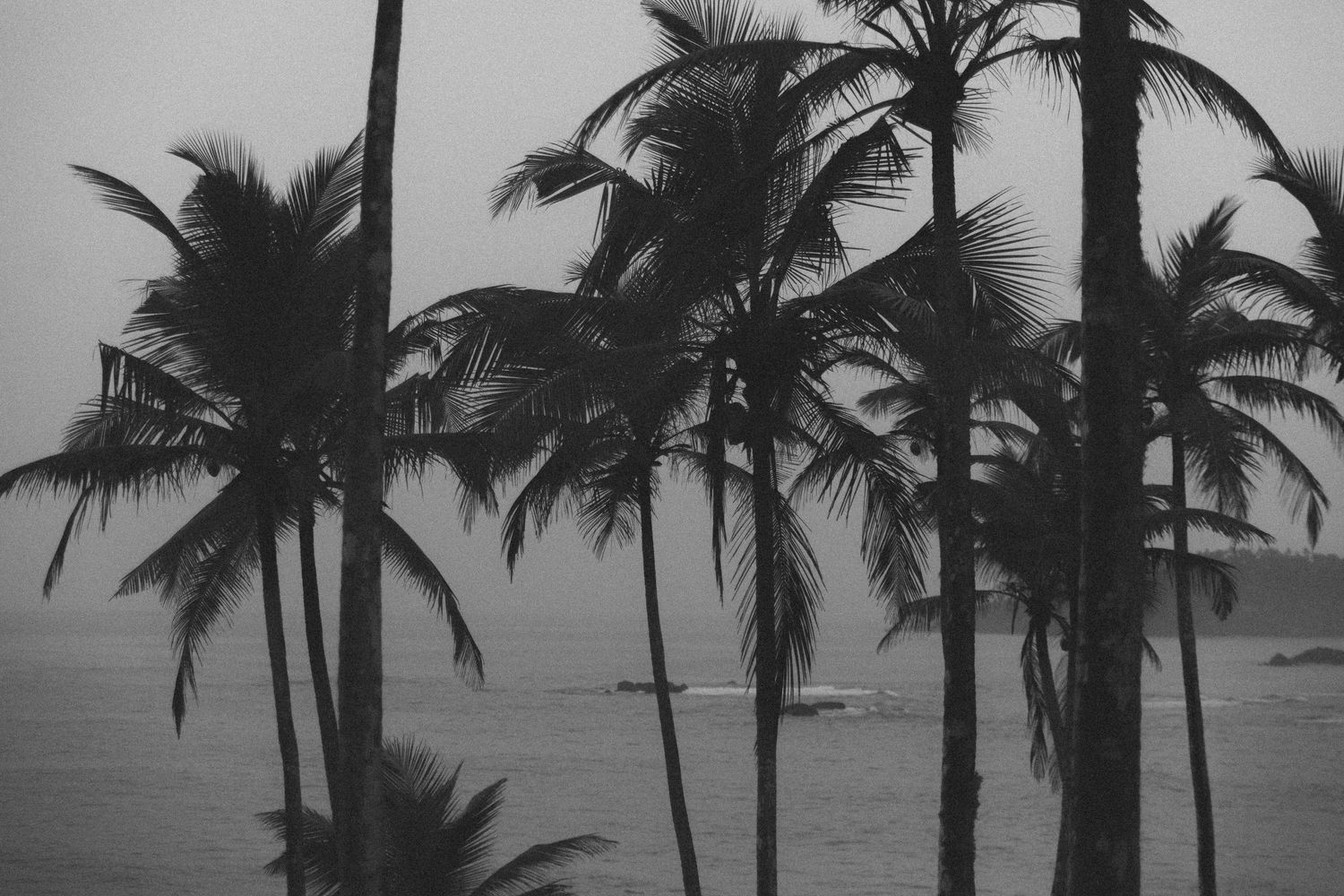 Silhouettes of palm trees against a dramatic sky in black and white.