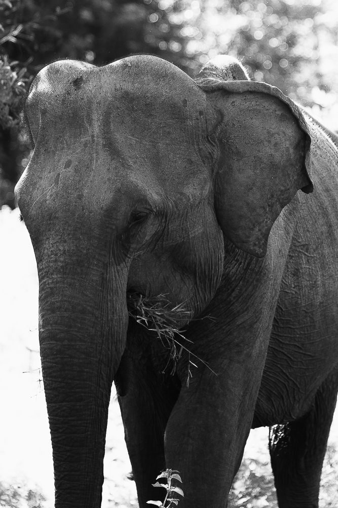 A group of elephants standing together in a row showing their massive gray bodies and tusks.