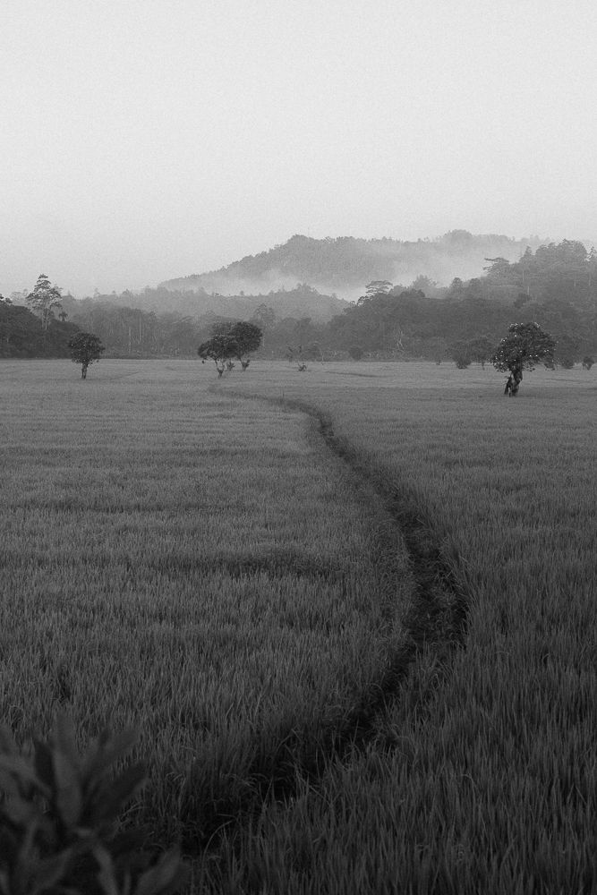 A winding path cuts through a misty field with scattered trees in the distance.