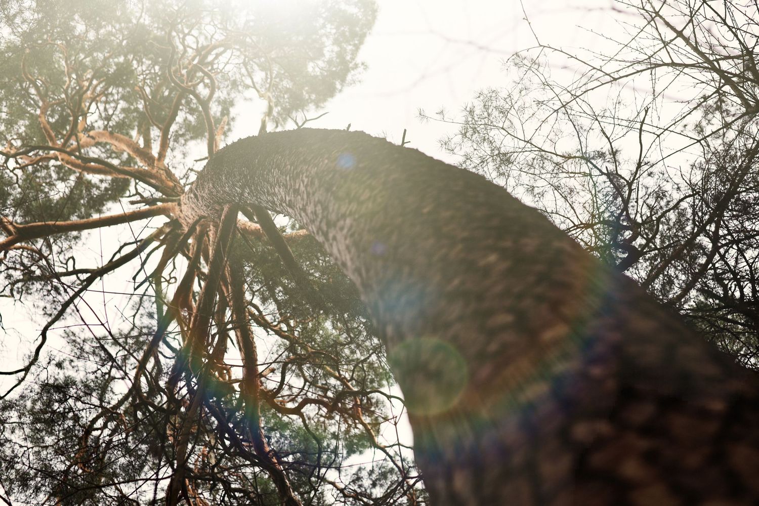 An ancient tree flooded with light in Vingis Park located in Vilnius in Lithuania