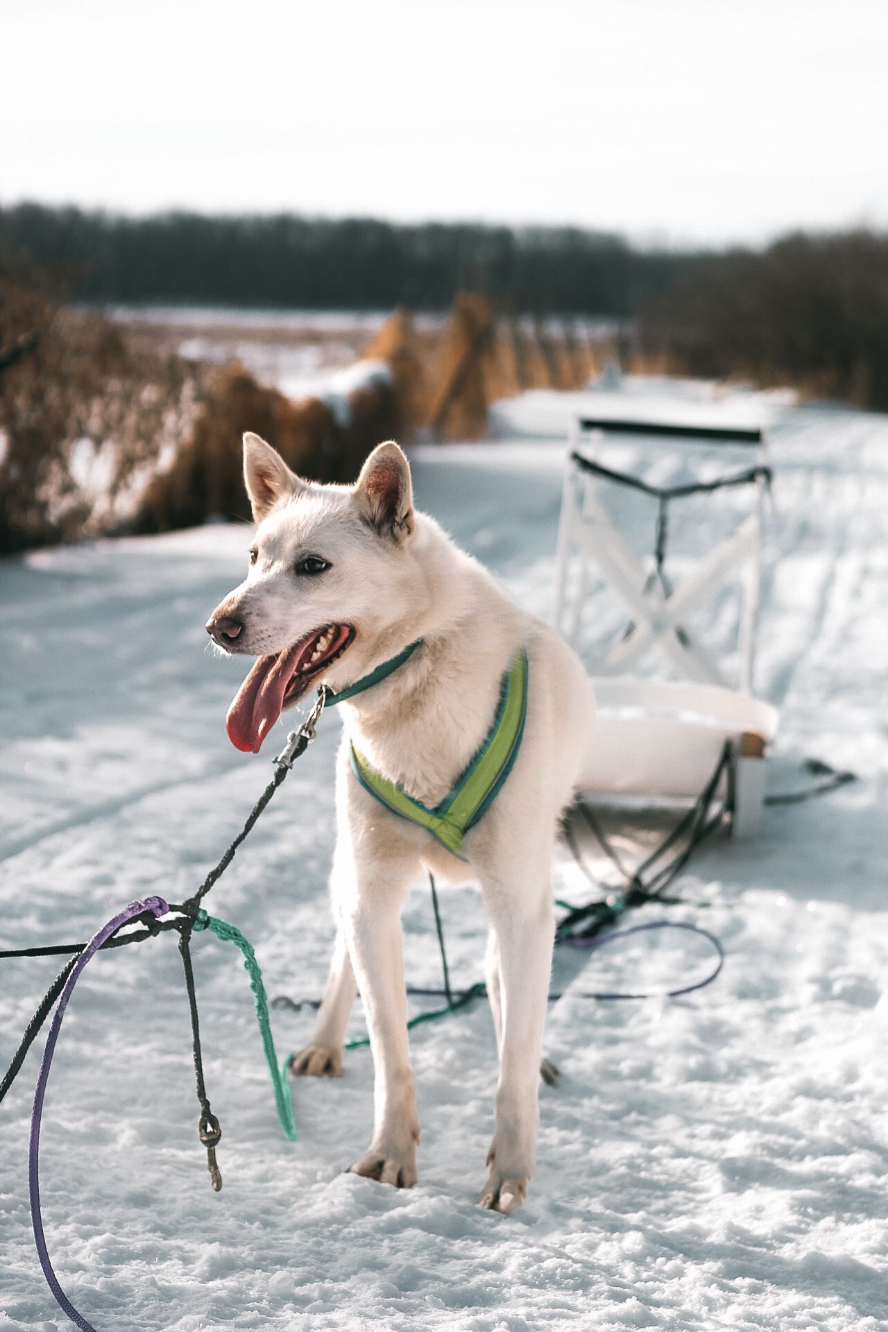 White sled dog wearing a green harness stands alert in the snow with a sled behind it.