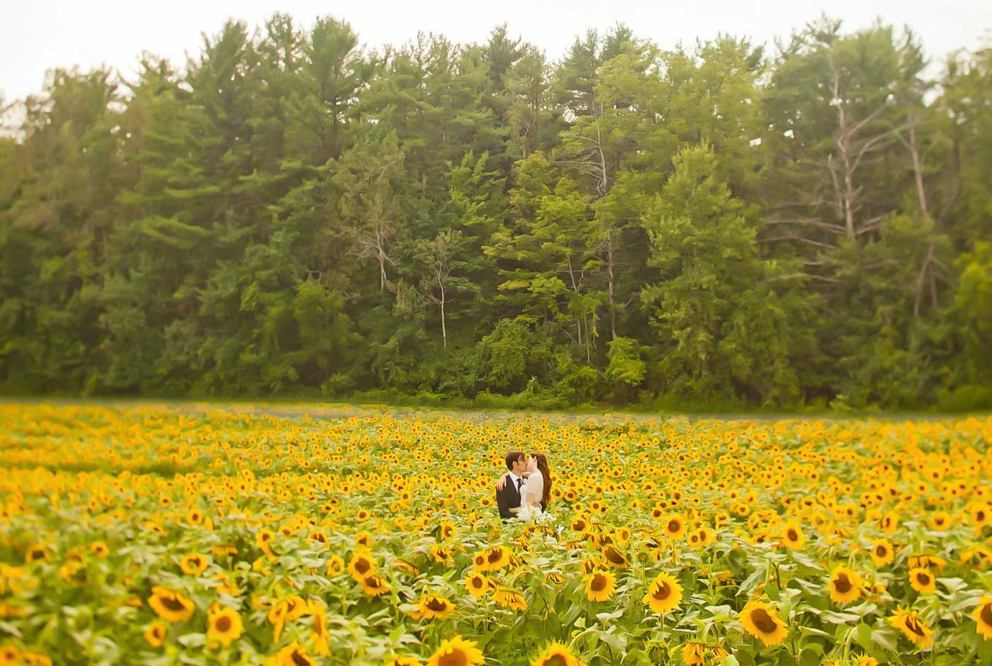 A couple shares an intimate moment in a vast field of blooming sunflowers against a pine forest backdrop.