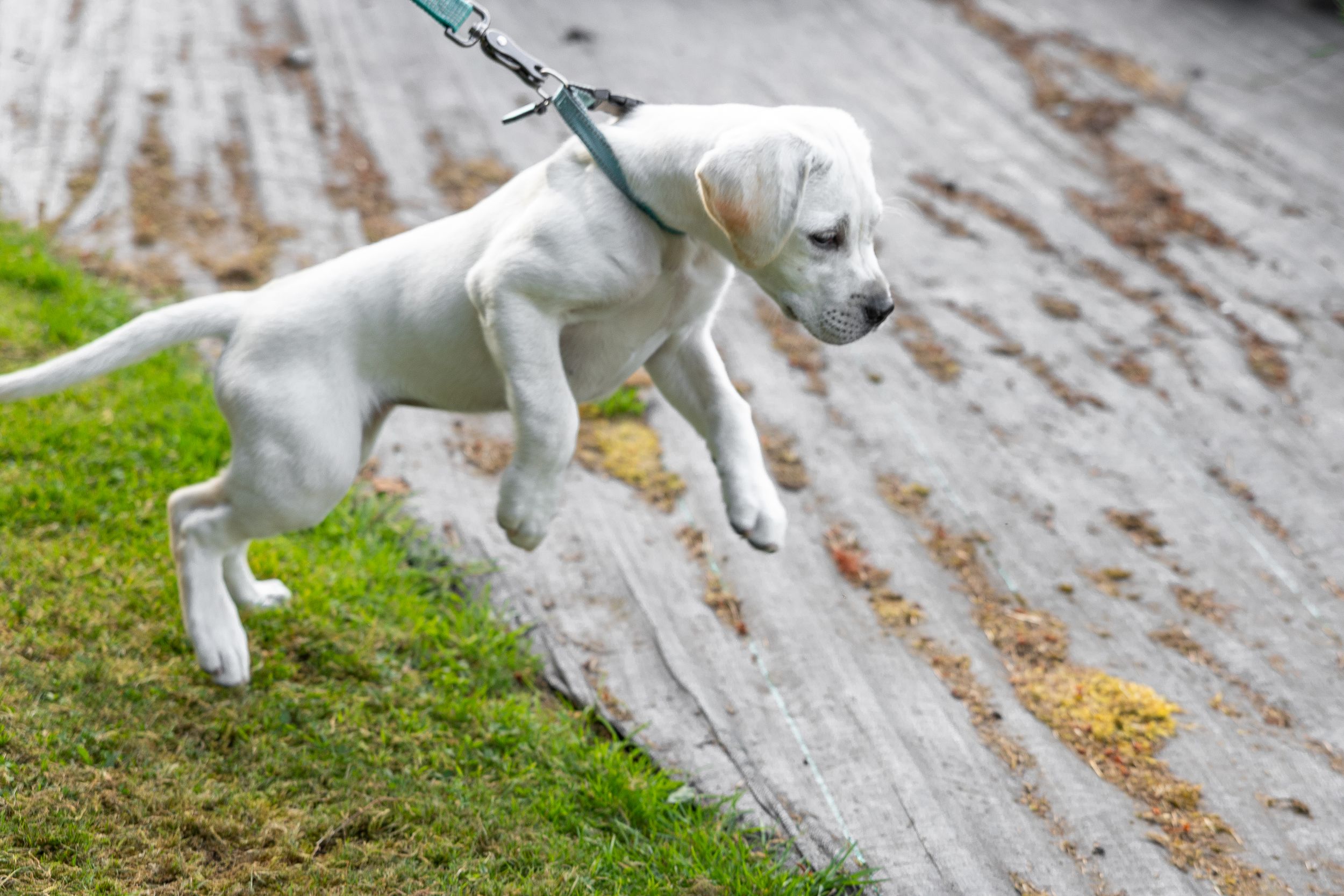 White puppy on leash energetically pulling while walking on dirt path.