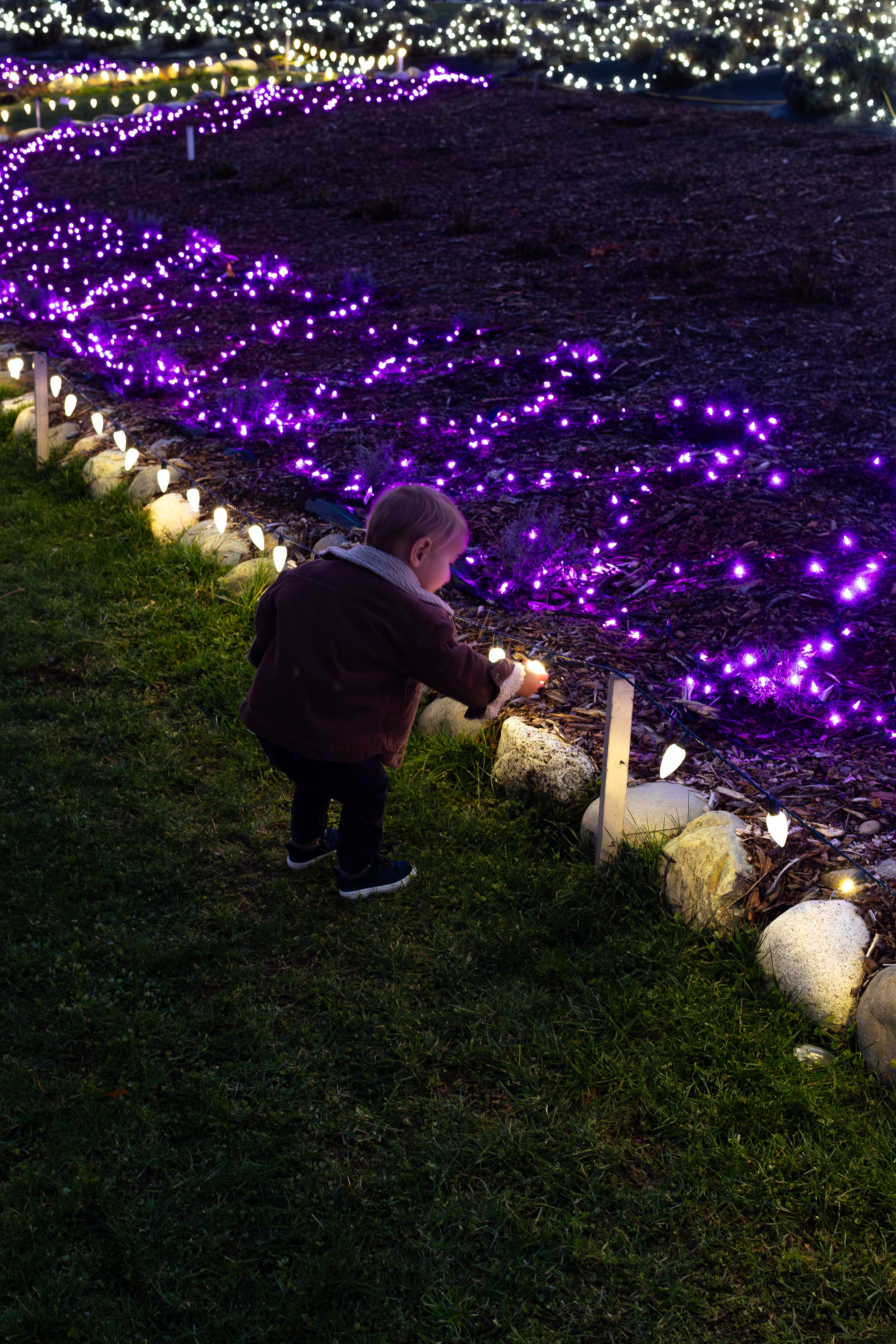 Person lighting candles along garden path decorated with purple string lights at night.