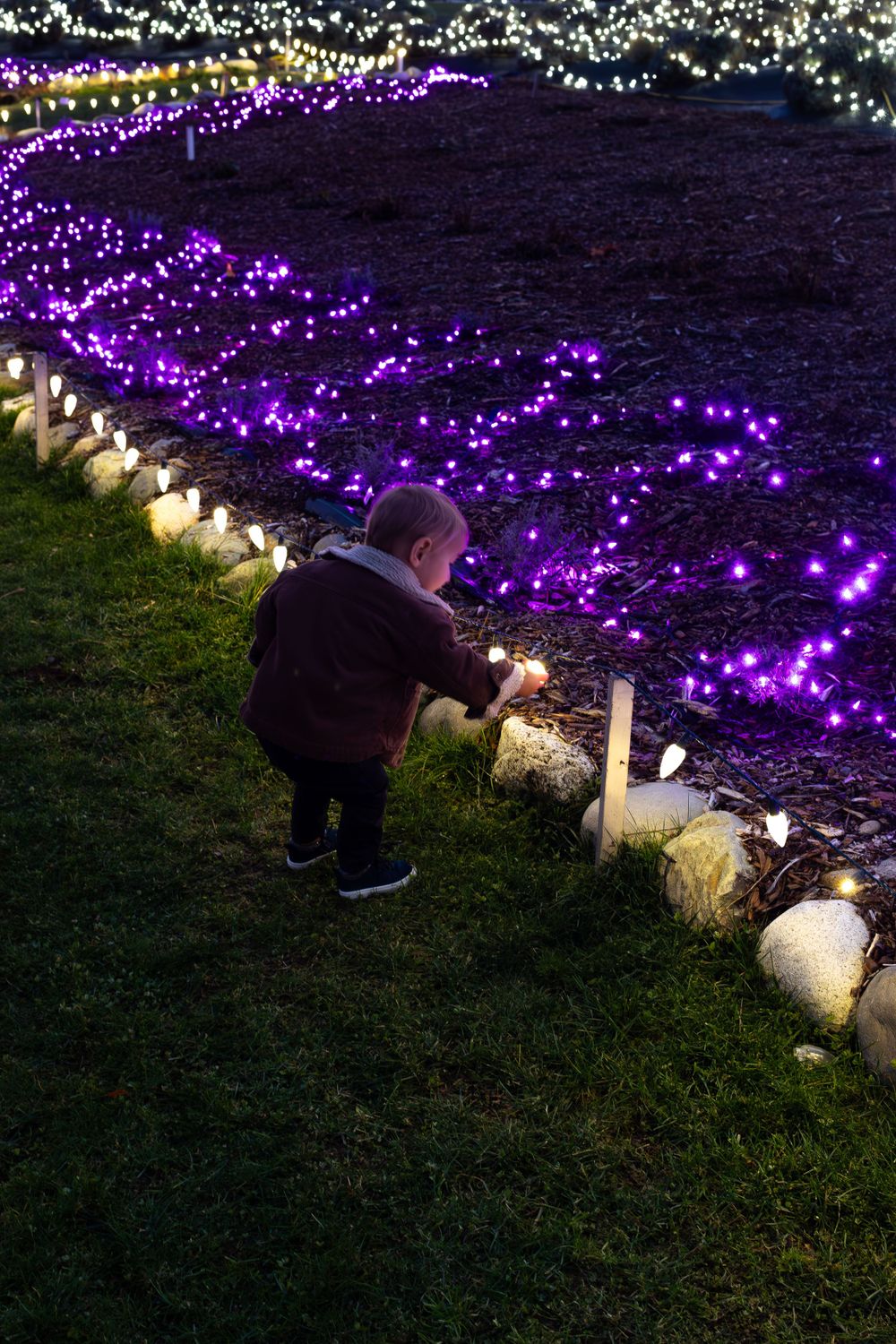 Person lighting candles along garden path decorated with purple string lights at night.