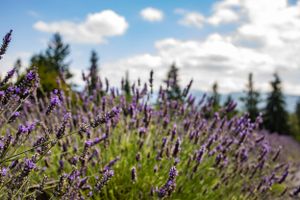 Purple lavender flowers bloom in soft focus with evergreen trees and mountain landscape in background.