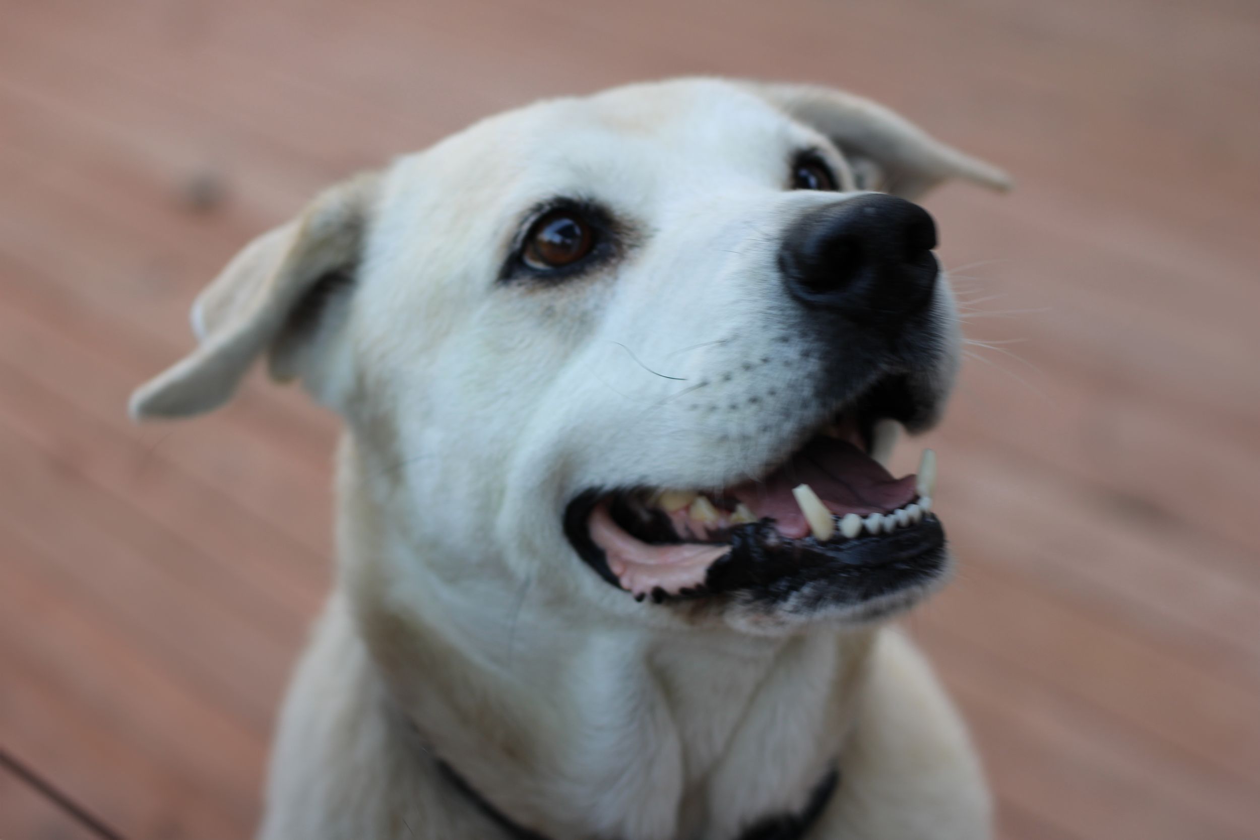 Picture of a pet dog taken by Rhonda Kay Photography.