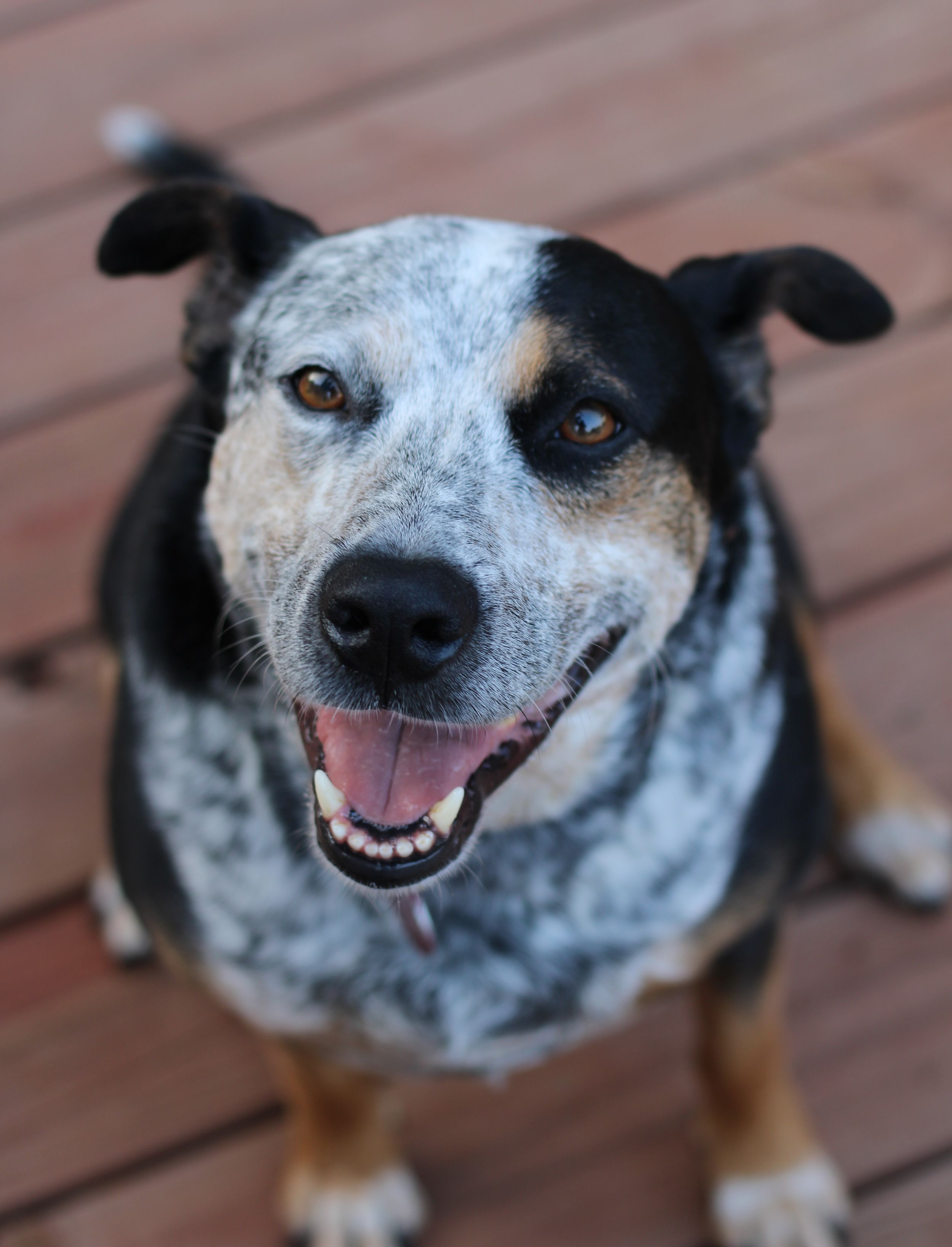 Picture of a pet dog taken by Rhonda Kay Photography.