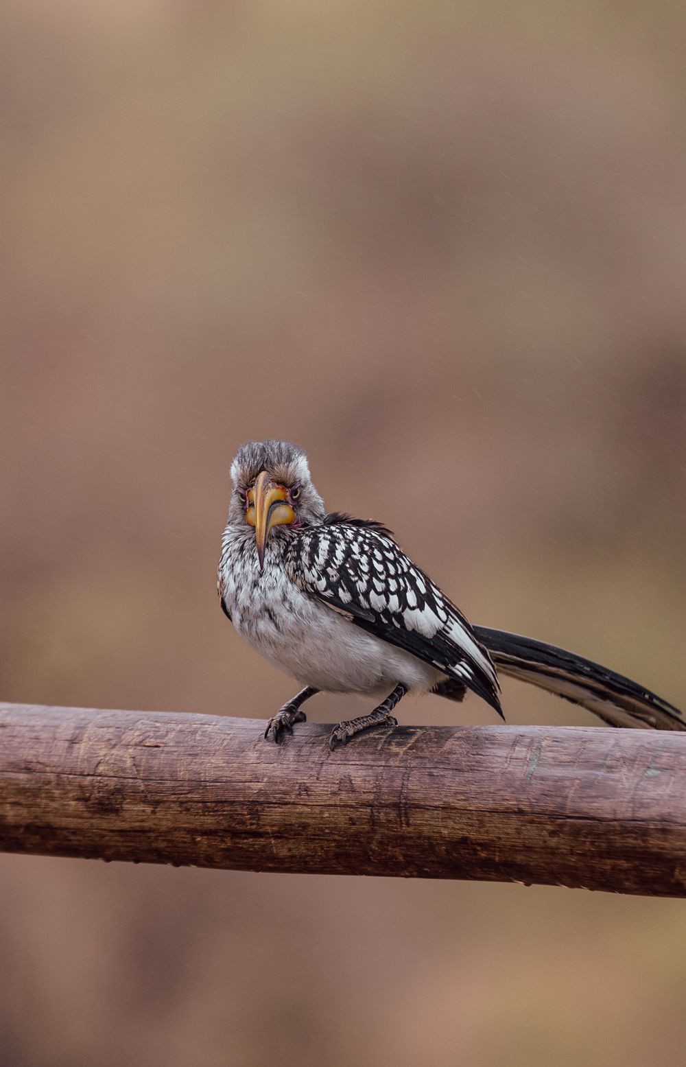 A professional photo of a bird on safari in South Africa