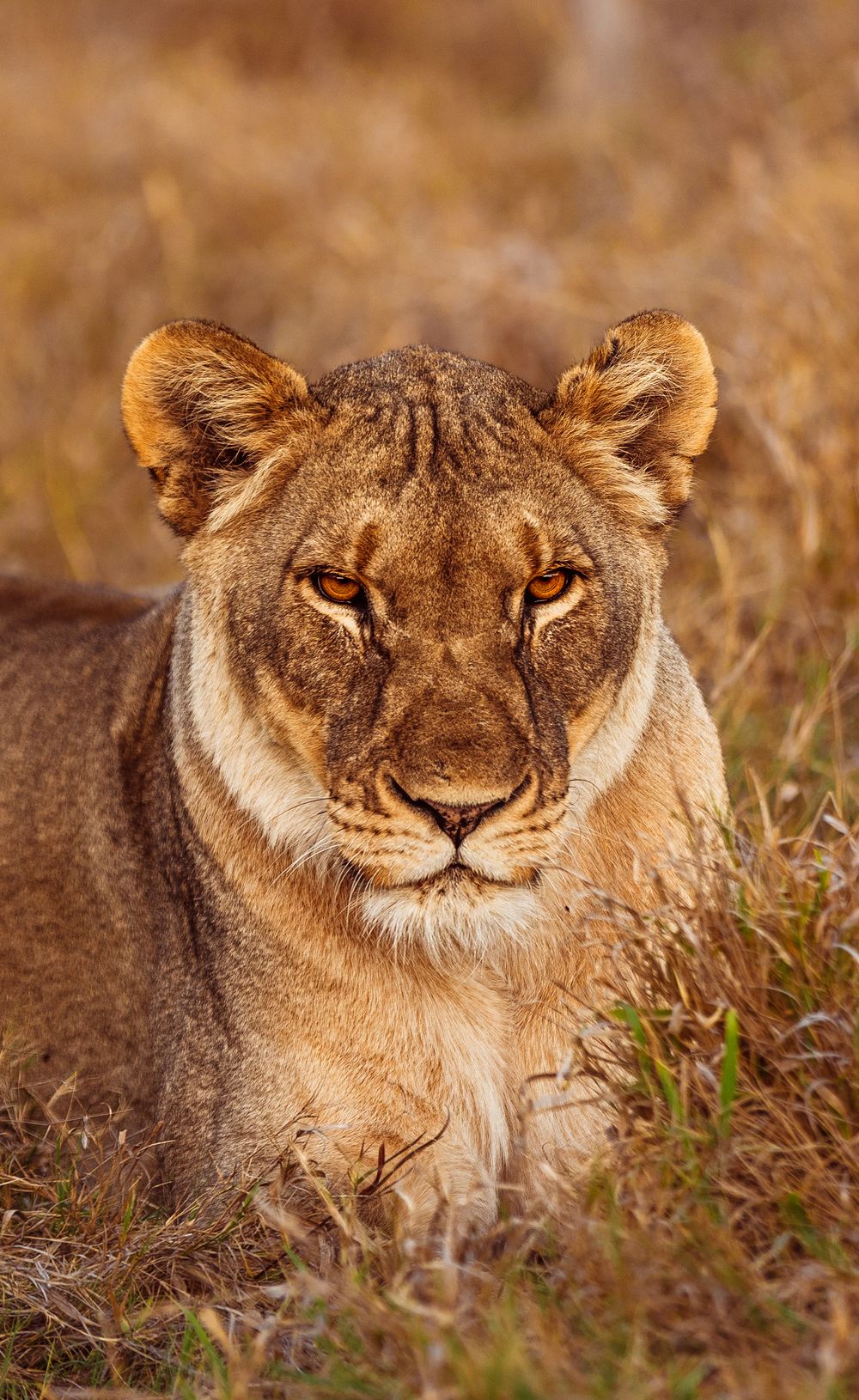 A professional photo of a lion on safari in South Africa