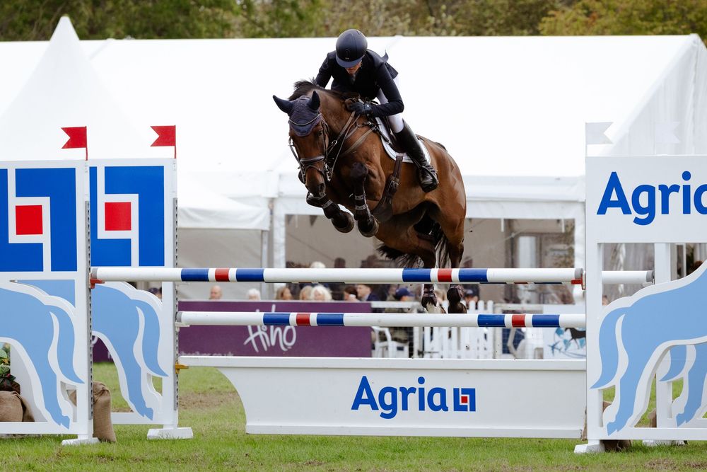 A professional photo of a horse competing in showjumping
