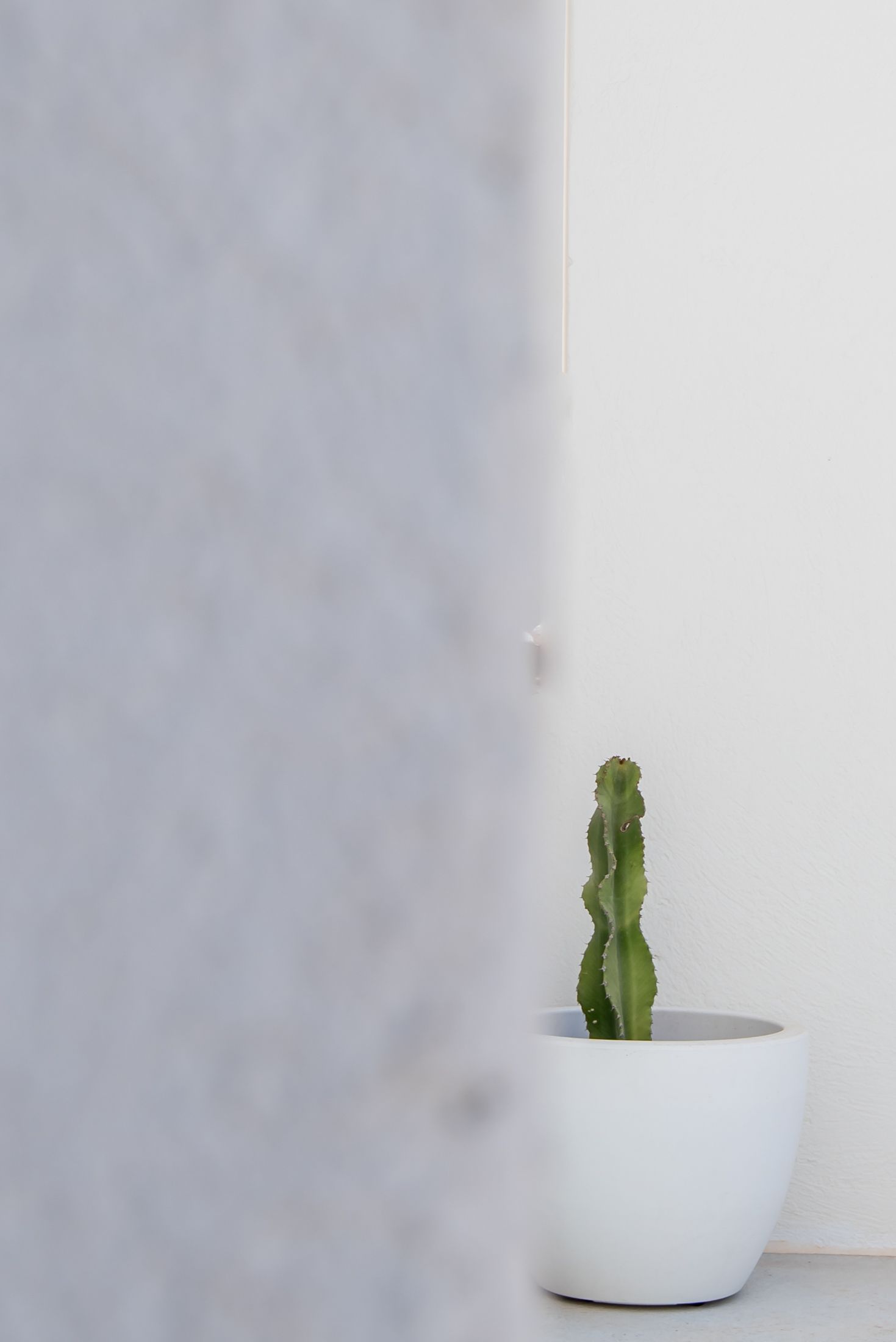 Minimalist white interior with small cactus plant in white ceramic pot against textured wall.