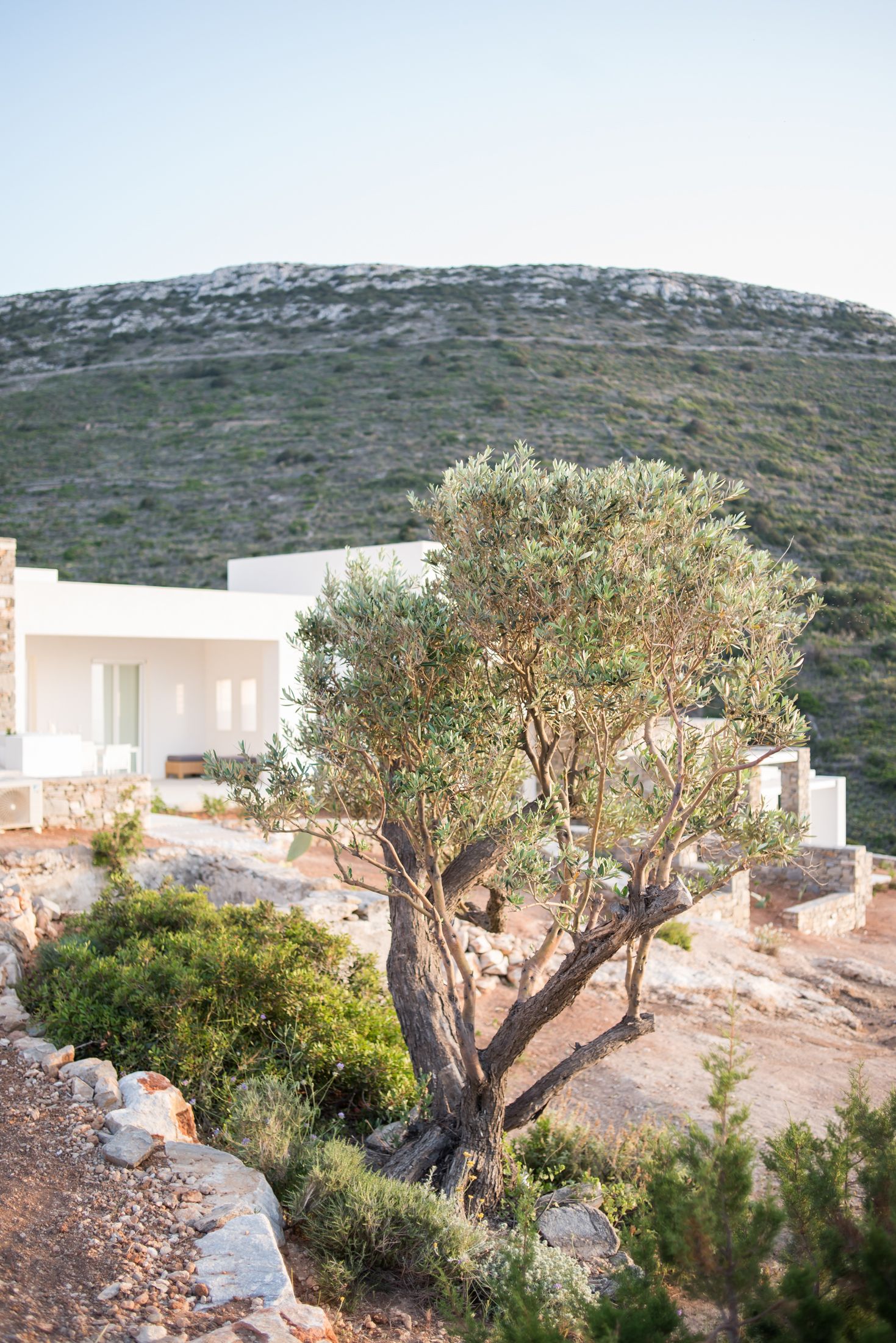 White Mediterranean villa with ancient olive tree set against rugged hillside landscape.