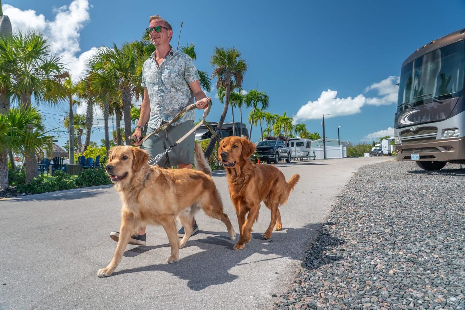 Man walking two golden retrievers on leash at Sugarloaf Key RV Resort on a sunny Florida day.