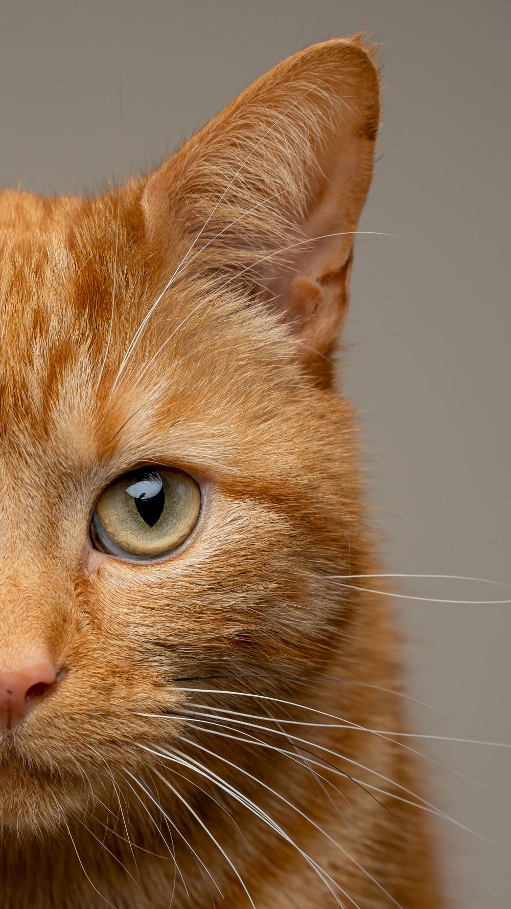 Ginger Cat Cat Photography Pet Photography Glasgow