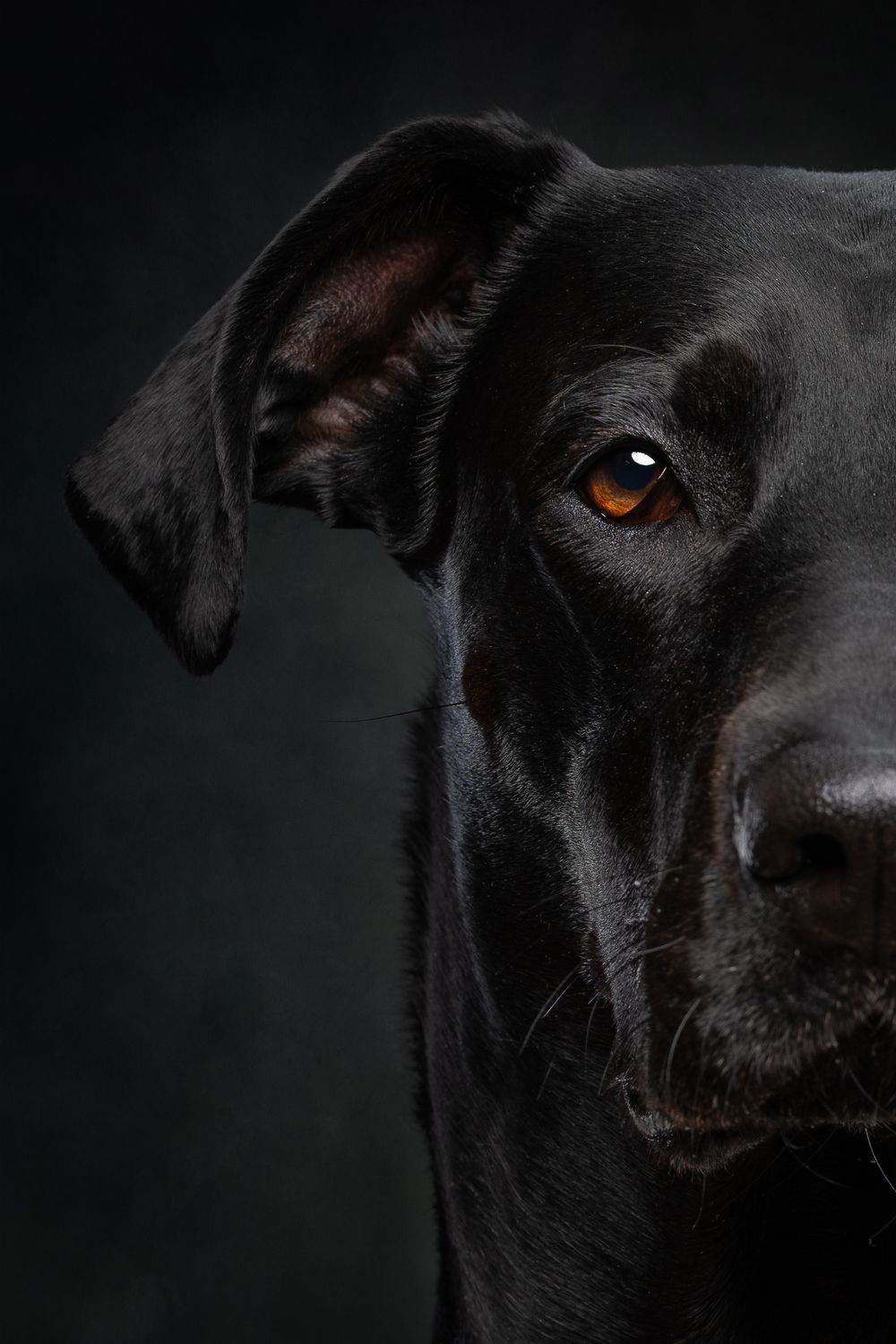 Black Cane Corso Great Dane Pet Photoshoot