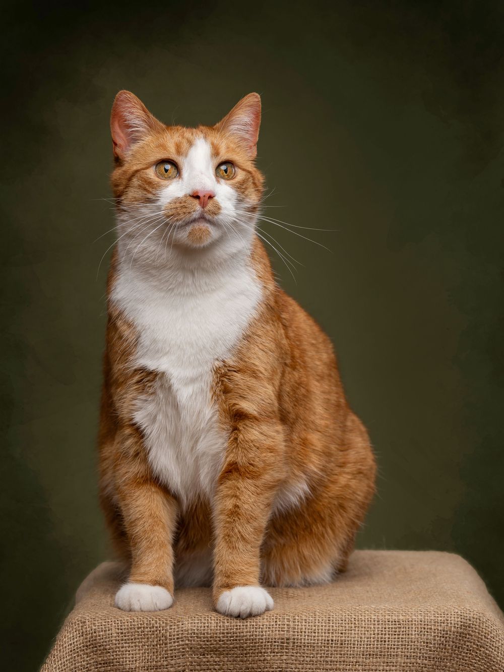 Ginger Cat Cat Photography Pet Photography Glasgow