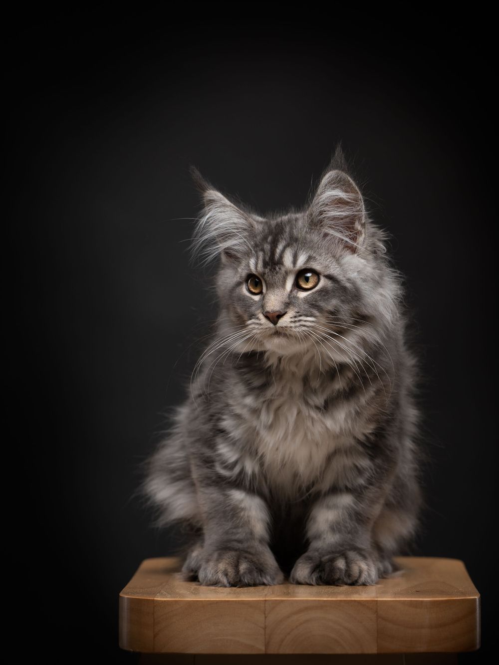 Maine coon Cat Photography Pet Photography Glasgow