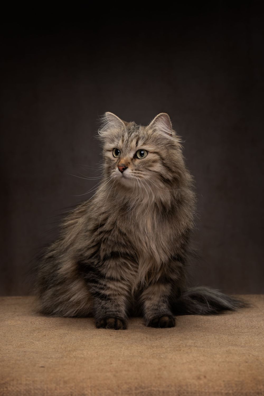 Siberian Cat Cat Photography Pet Photography Glasgow
