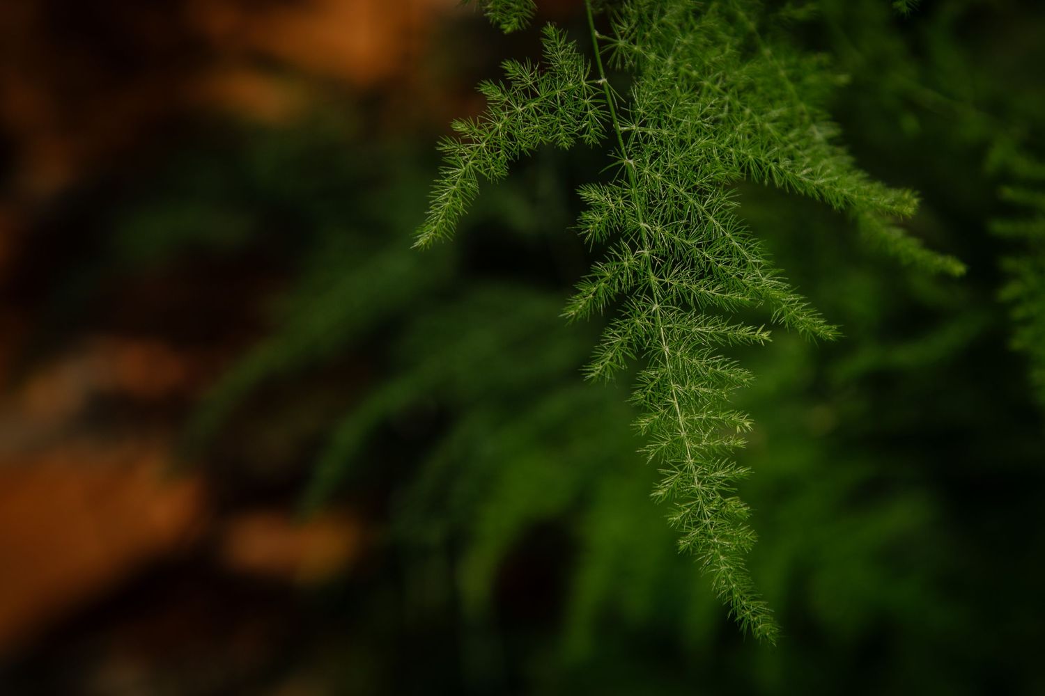 Close-up macro photo of a delicate green fern frond against a dark blurred background.
