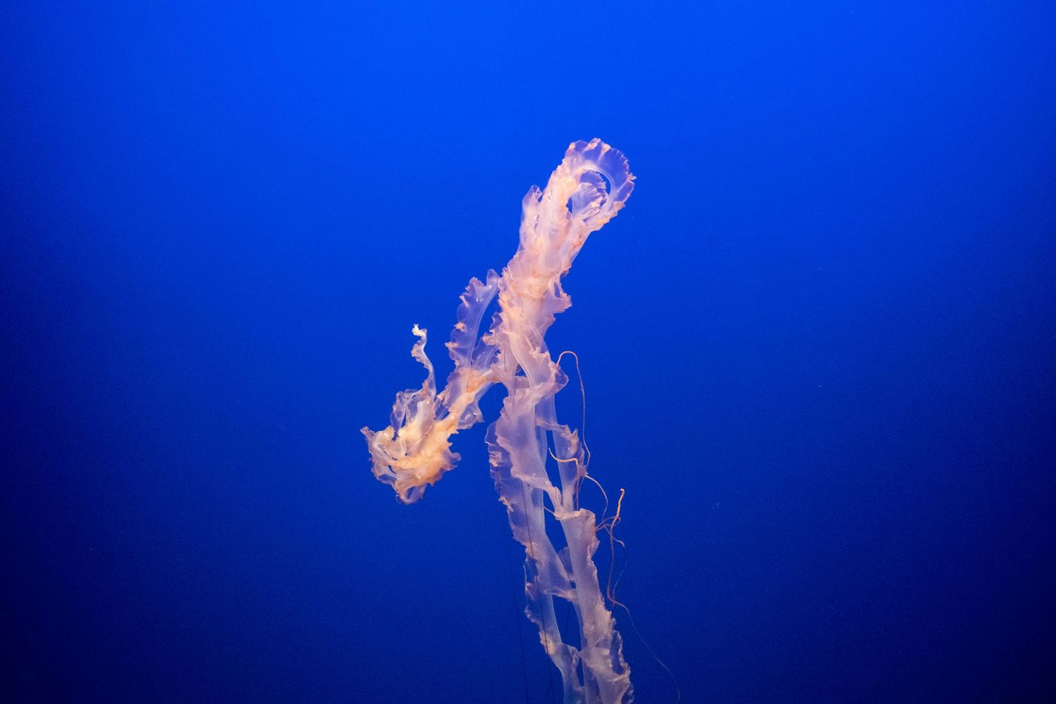 Translucent jellyfish floating gracefully against deep blue ocean background.