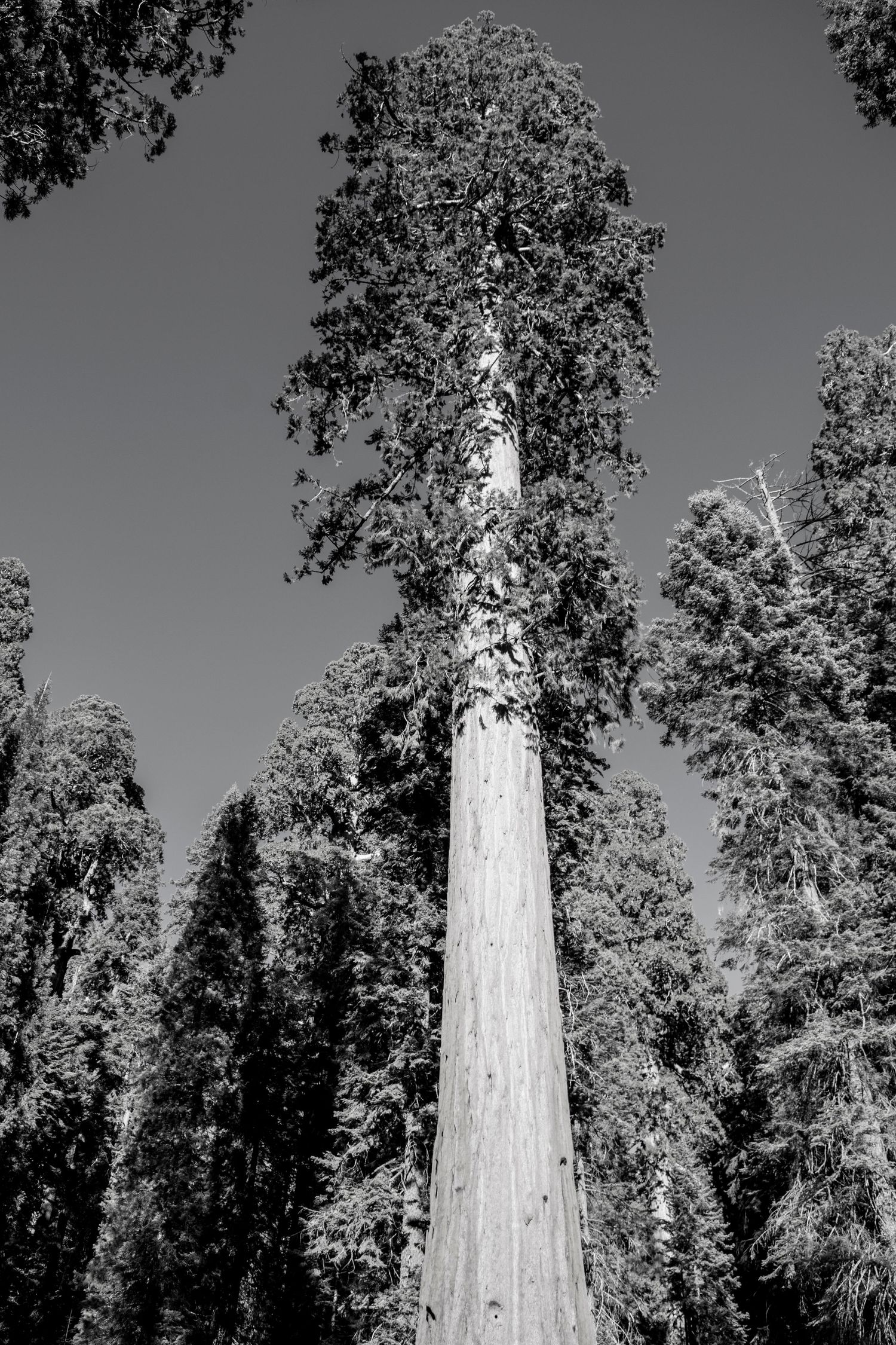 Black and white photo of a towering sequoia tree reaching towards a dark sky in a majestic forest setting.