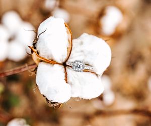 Close-up view of fluffy white cotton bolls growing on brown stalks in a cotton field.