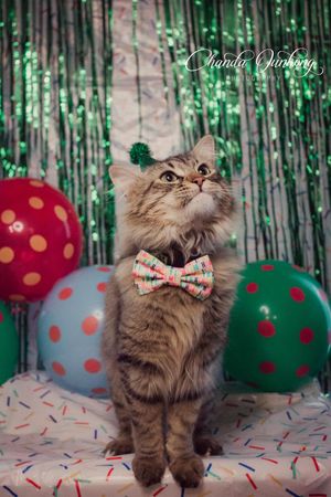 Long-haired gray cat wearing a festive bow tie poses in front of green tinsel backdrop with polka dot holiday ornaments.