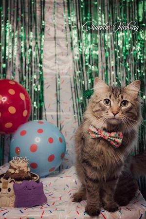 A fluffy gray cat wearing a bowtie poses in front of sparkly green tinsel and colorful polka dot balloons at a party.