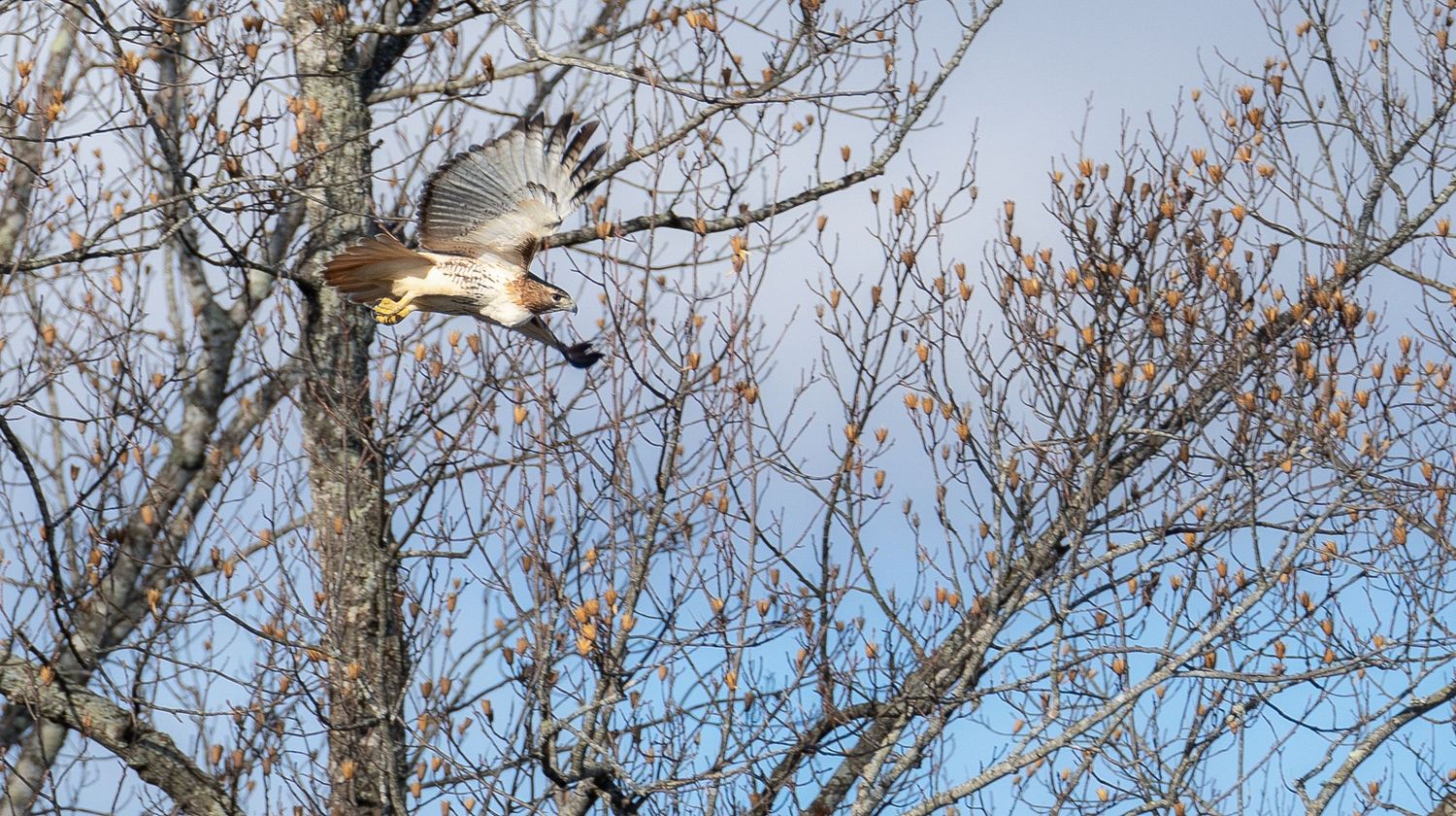 Sequence of images showing a bird landing on a tree branch in winter.