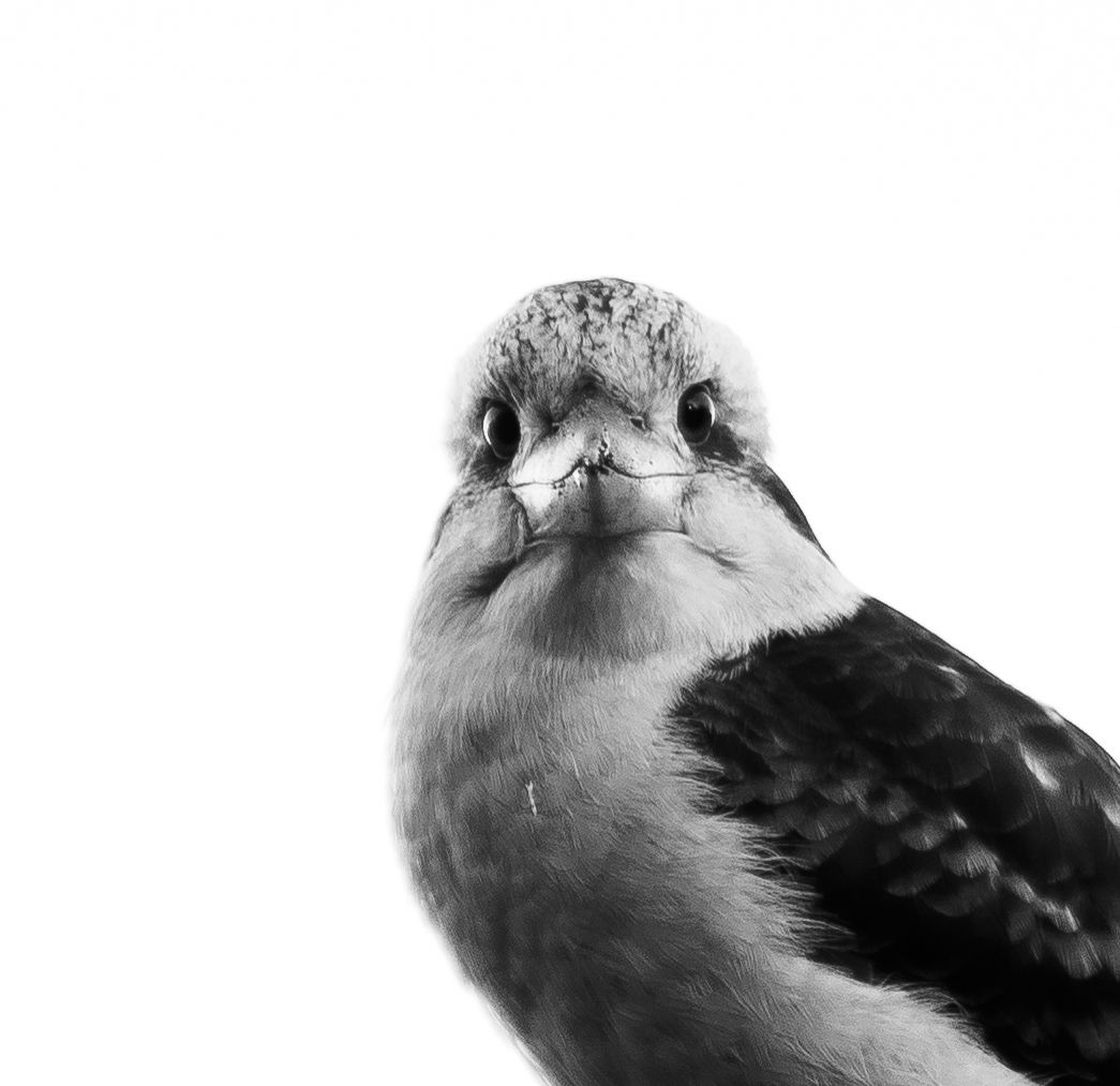 Close-up black and white portraits of a kookaburra showing different angles.