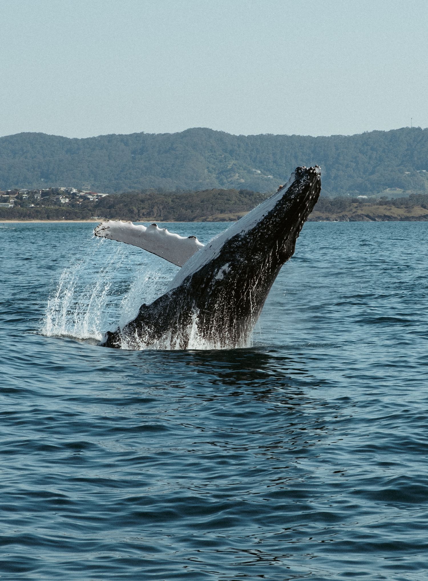Sequence of a humpback whale breaching and splashing in ocean waters near a mountainous coastline.
