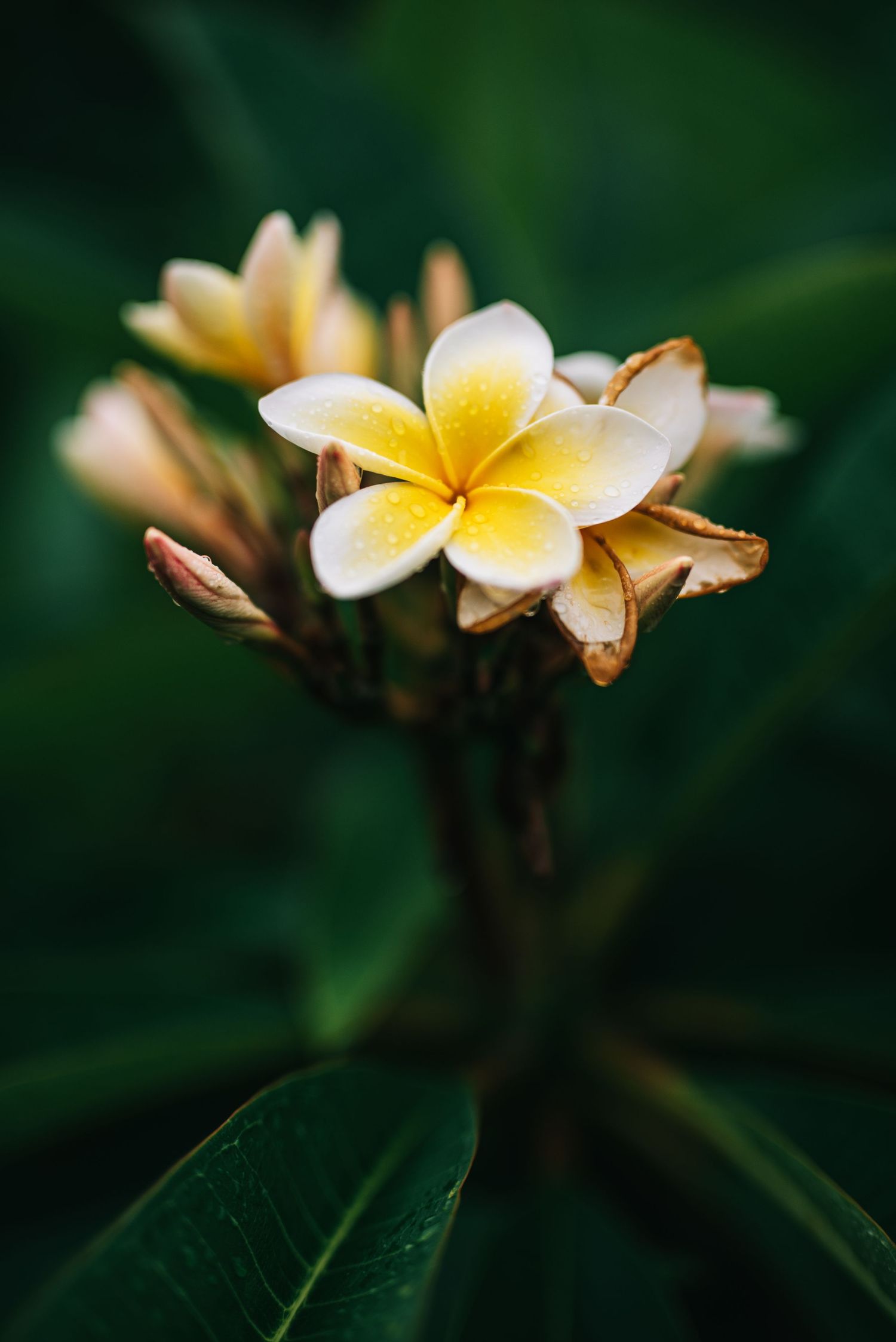 Beautiful white and yellow frangipani flowers bloom against dark green foliage in a tropical garden setting.